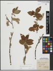 Foto von Salix appendiculata Vill. x Salix caprea L.